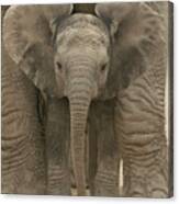 African Elephant Calf Loxodonta #4 Canvas Print