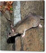 Allegheny Woodrat Neotoma Magister Canvas Print