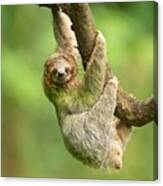 Brown-throated Sloth #4 Canvas Print