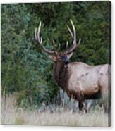 Bull Elk Bugling #4 Canvas Print