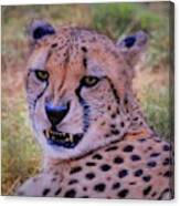 Cheetah #1 Canvas Print