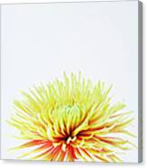Chrysanthemum Flower #4 Canvas Print