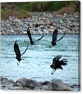 4 Crows At The River Canvas Print