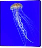 Japanese Jellyfish #4 Canvas Print