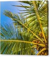 Palm Trees With Sky In The Background #4 Canvas Print