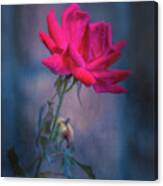 Rose Of Summer Canvas Print