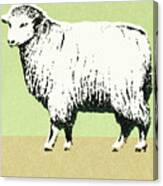 Sheep #4 Canvas Print