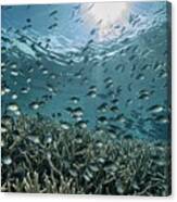 The Reef #4 Canvas Print
