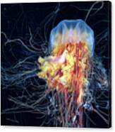 Lion's Mane Jellyfish #44 Canvas Print