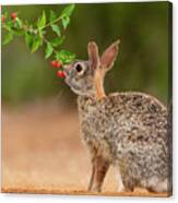 Eastern Cottontail (sylvilagus #5 Canvas Print