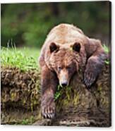 Grizzly Bear Ursus Arctos Horribilis #5 Canvas Print