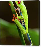 Red-eyed Tree Frog, Costa Rica #5 Canvas Print