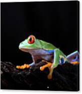 Red Eyed Tree Frog #5 Canvas Print