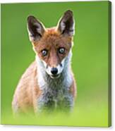 Red Fox Cub Portrait #5 Canvas Print