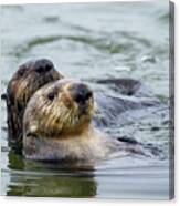 Sea Otter Mother And Pup, Elkhorn Slough #5 Canvas Print
