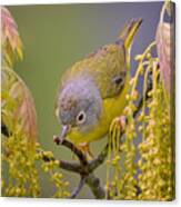 Nashville Warbler #6 Canvas Print