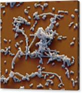 Streptomyces Sp., Sem #6 Canvas Print