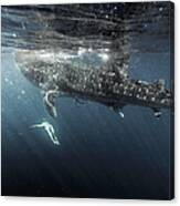 Woman Swimming With Whale Shark #6 Canvas Print