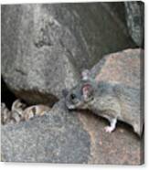 Allegheny Woodrat Neotoma Magister #7 Canvas Print