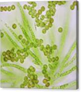 Draparnaldia Green Algae #7 Canvas Print