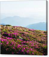 Magic Pink Rhododendron Flowers #8 Canvas Print