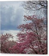 Cherry Trees #86 Canvas Print