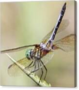 A Beautiful Dragon Fly Landed On My Pineapple Plant Canvas Print