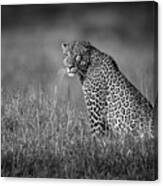 A Big Male Leopard Sits In Long Grass Canvas Print