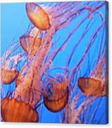 A Bloom Of Jellyfishes Canvas Print