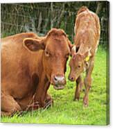 A Brown Dairy Cow With Its Calf In A Canvas Print