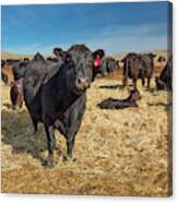 A Cow Stands Canvas Print