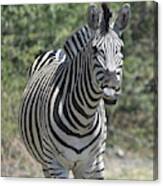 A Curious Zebra Canvas Print