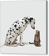 A Dog Looking At A Cat Canvas Print