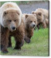 A Family Approaches Canvas Print