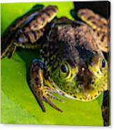 A Frog Looking At Me Canvas Print