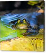 A Frog Greeting The Day Canvas Print