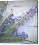 A Gift Of Lavender Canvas Print