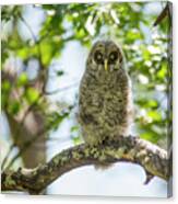 A Great Gray Owl Chick/owlet (strix Canvas Print