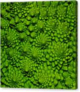 A Green Cabbage Closeup Canvas Print