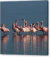A Group Of Pink Flamingo«s Walking In Canvas Print