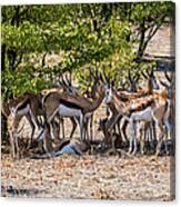 A Herd Of Springboks, Namibia Canvas Print