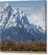 A Horse In Front Of The Grand Teton Canvas Print