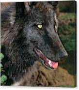 A Juvenile Gray Wolf Canis Lupus Wildlife Rescue Canvas Print