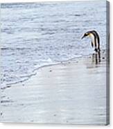 A King Penguin, Aptenodytes Canvas Print