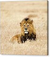 A Lion Canvas Print