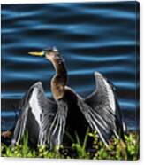 A Male Anhinga, Drying With Wings Open Canvas Print