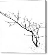 A Naked Twig In The Snow Canvas Print