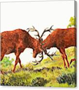 A Pair Of Red Deer Rutting Canvas Print