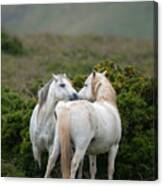 A Pair Of Welsh Mountain Ponies Greet Canvas Print