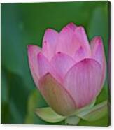 A Pink Lotus In Full Bloom Canvas Print